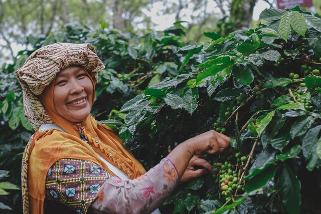 Sabariah petani kopi Desa Rembele, tidak ada dia tak heboh kata ibu yang dibawah ini. (Foto Breedie/Fauzan My)