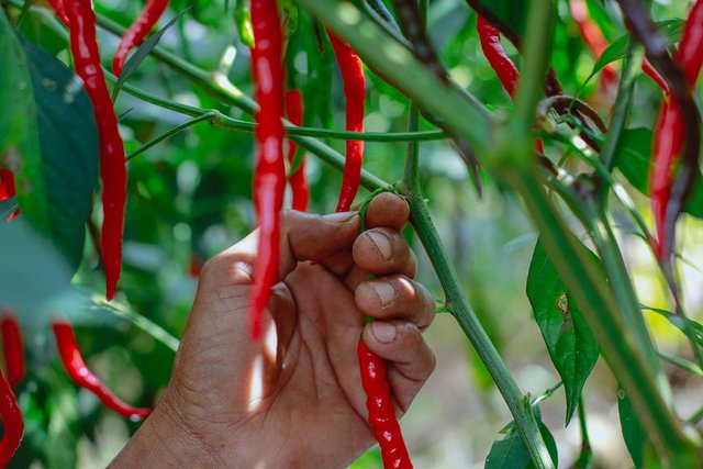 Cara petik cabai merah.