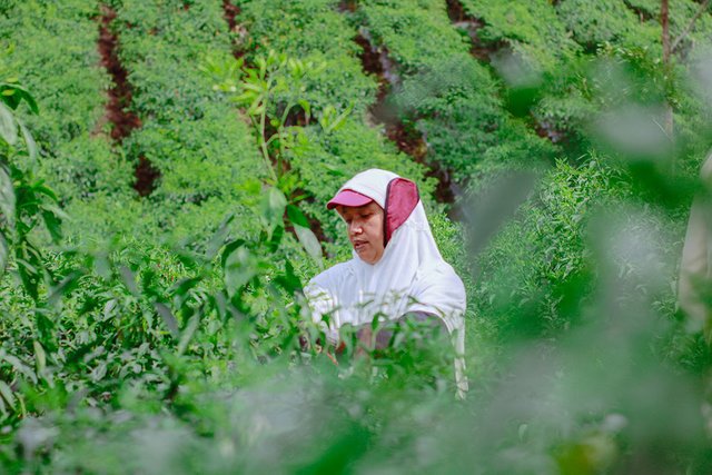 Ibu Asnan ikut panen cabai di perkebunan Cabai Blang Mancung.