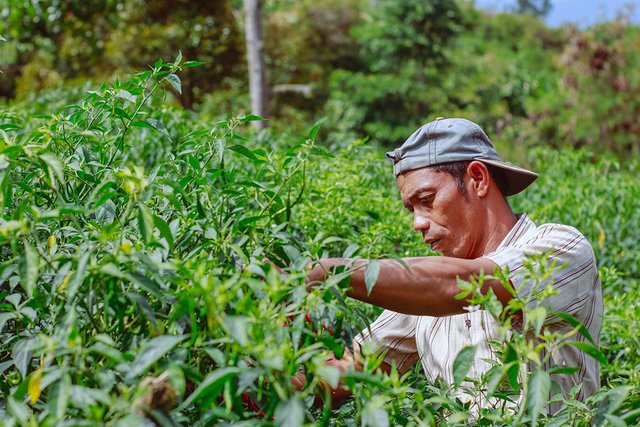 Panen Cabai Merah OR di pertanian Cabai Blang Mancung