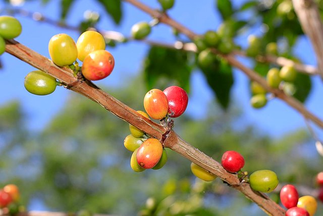 1 Maret 2018 — Buah kopi arabika gayo. Background langitnya biru.