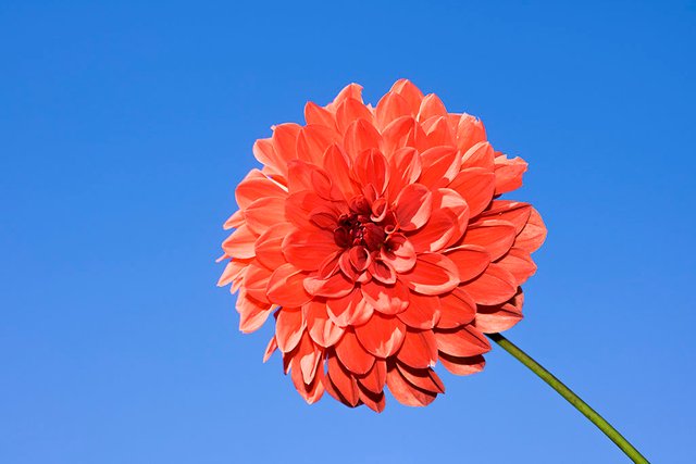 18 Oktober 2017 — Bunga dahlia dengan latar biru langit, bukan latar background buatan studio foto.