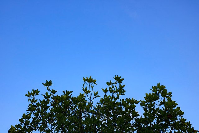 16 Maret 2017 — Foto langit biru di taman hutan kota BNI, Banda Aceh.