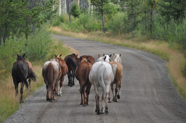 cabalos-galcia, rapa-das-bestas, curro-cabalos