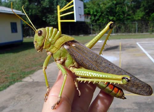 Giant Grasshopper