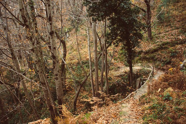 Southern France Forest