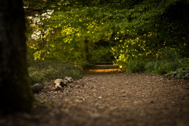 Forest Path