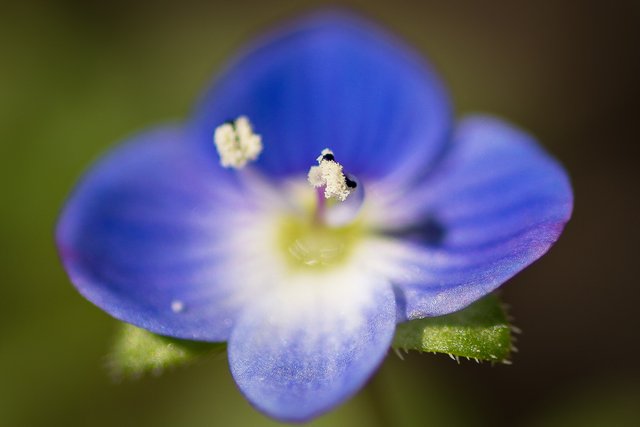 Blue Flower 4
