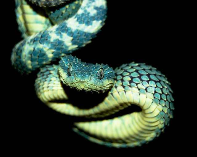 African Hairy Bush Viper (Atheris - It's A Magical World
