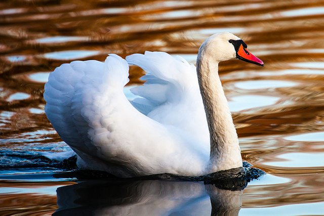 Golden hour swan