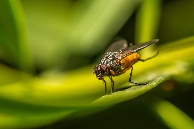 Fly Resting