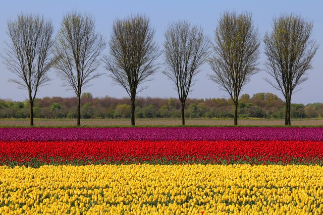 Landscape with tulips | by Frans.Sellies