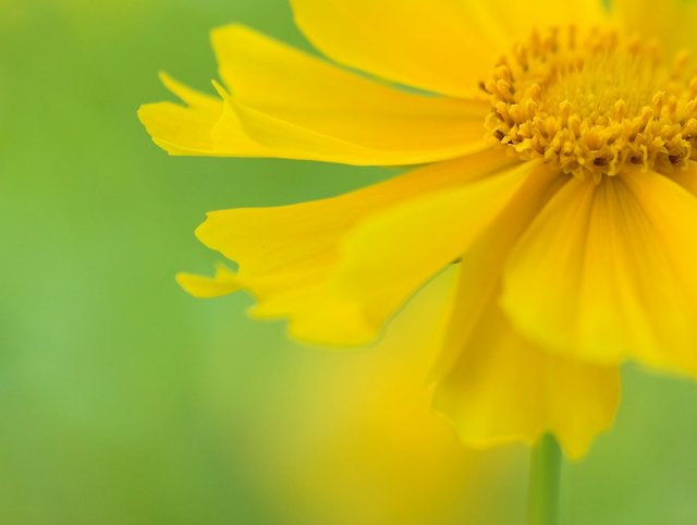 Yellow petals | by sonohigurasi_photo