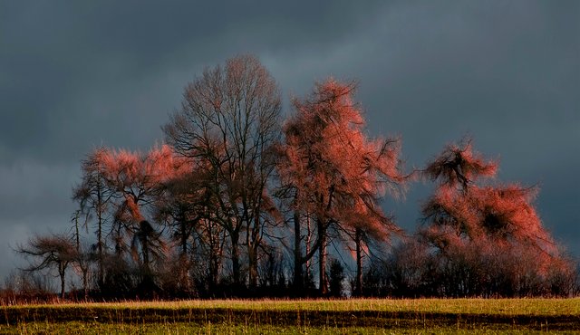 Dawn Trees | by wentloog