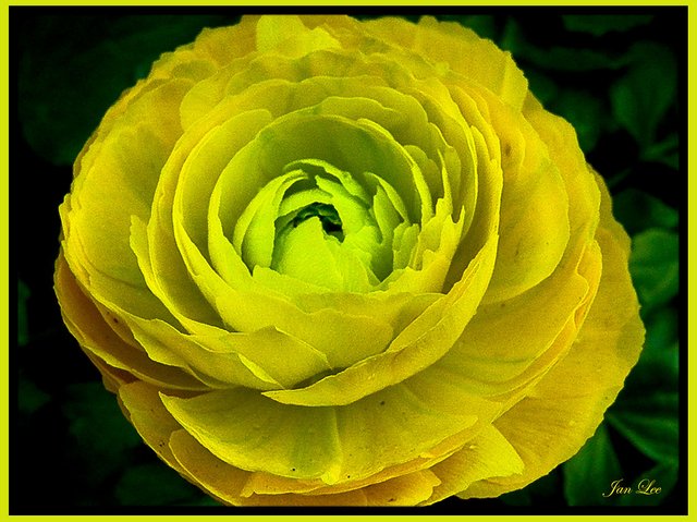 Yellow Ranunculus. | by min51