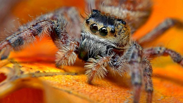 Jumping Spider, Macro | by Pingyeh
