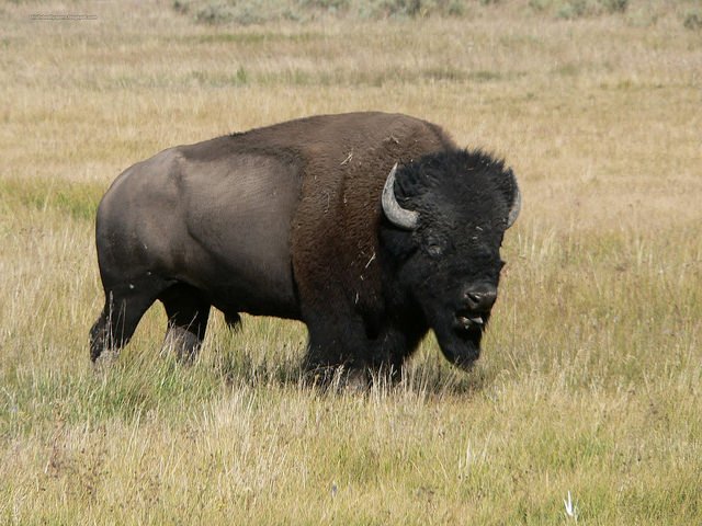 North American buffalo