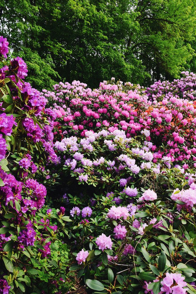 Blooming rhododendrons