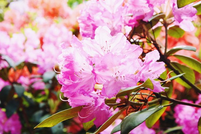 Blooming rhododendrons