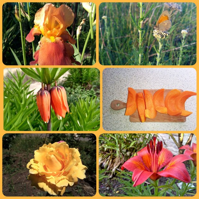 MyCollages_orange_all