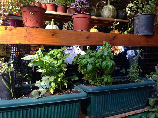 Basil Pots in Tirana