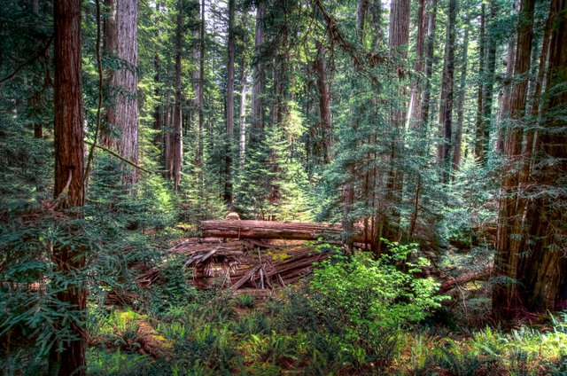 Redwood Forest Single_Paintly_tonemapped