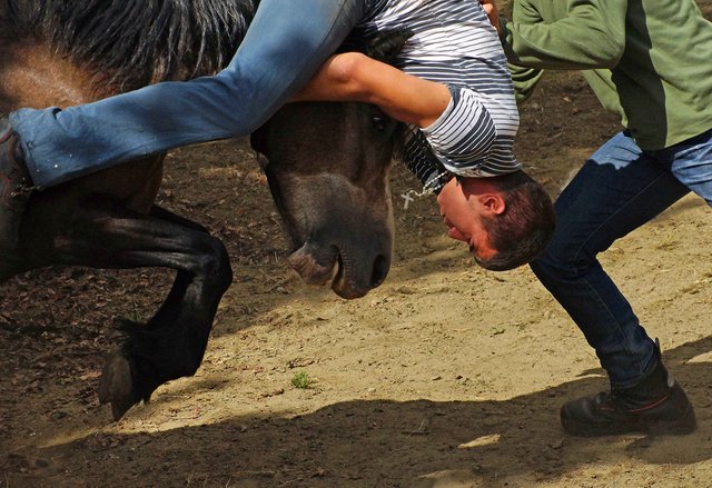 curro, cabalos, rapa-das-bestas