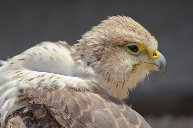 Bird of prey | by MV Photography (900,000 + Views)