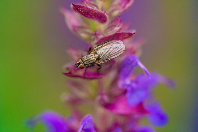 Colorful Fly