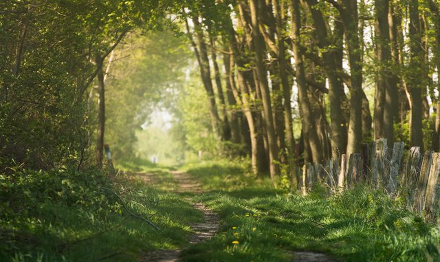 A Forest Walk