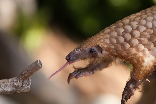 Pangolin with tongue out