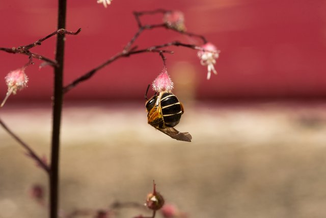 Hanging Bee