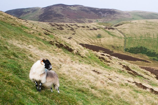 Sheep on Hill