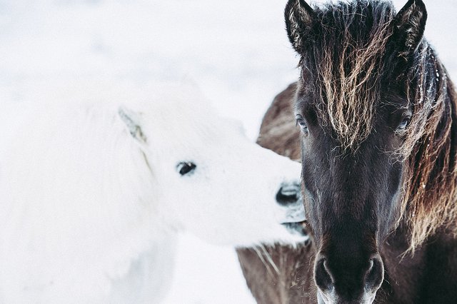 Icelandic horses