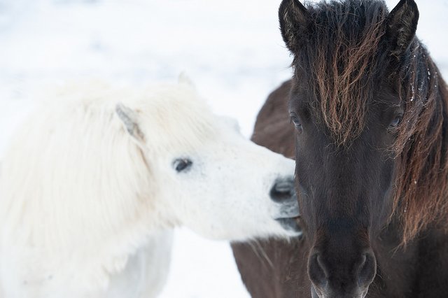 Icelandic horses