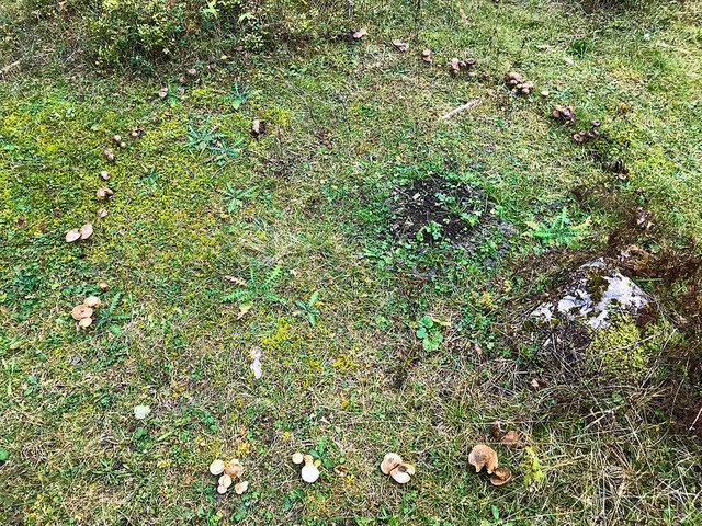 Slovenia fairy ring