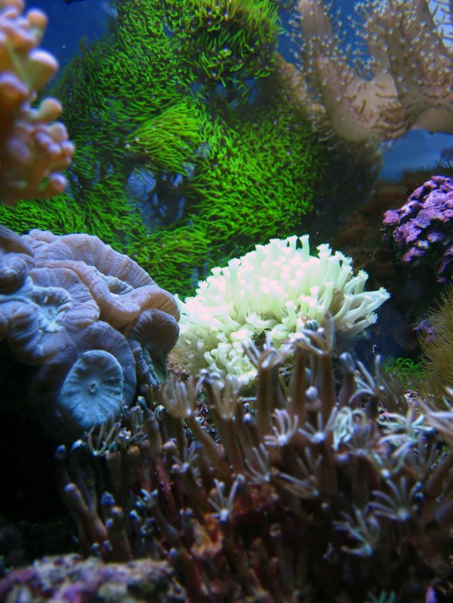 Reef Aquarium