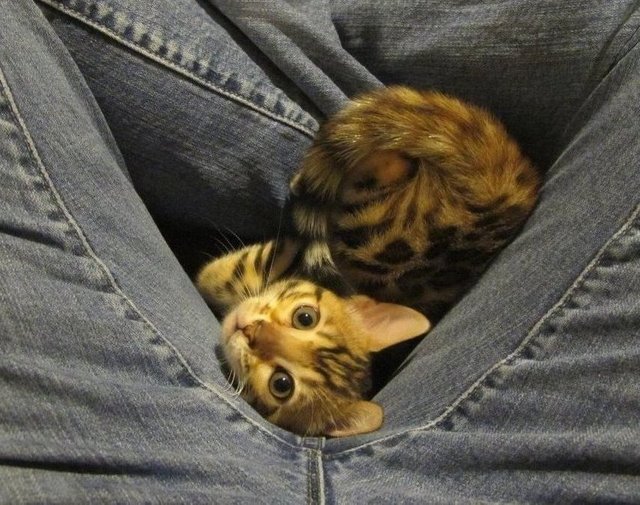 Bengal kitten in my lap
