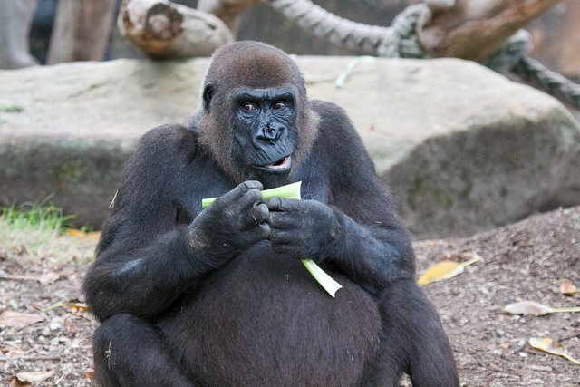 Female Gorilla at Taronga Zoo