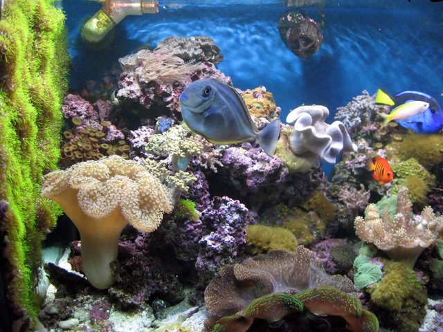 Aquarium Reef