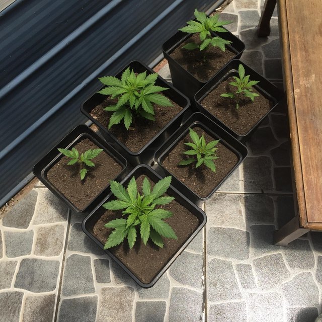 Seedlings2