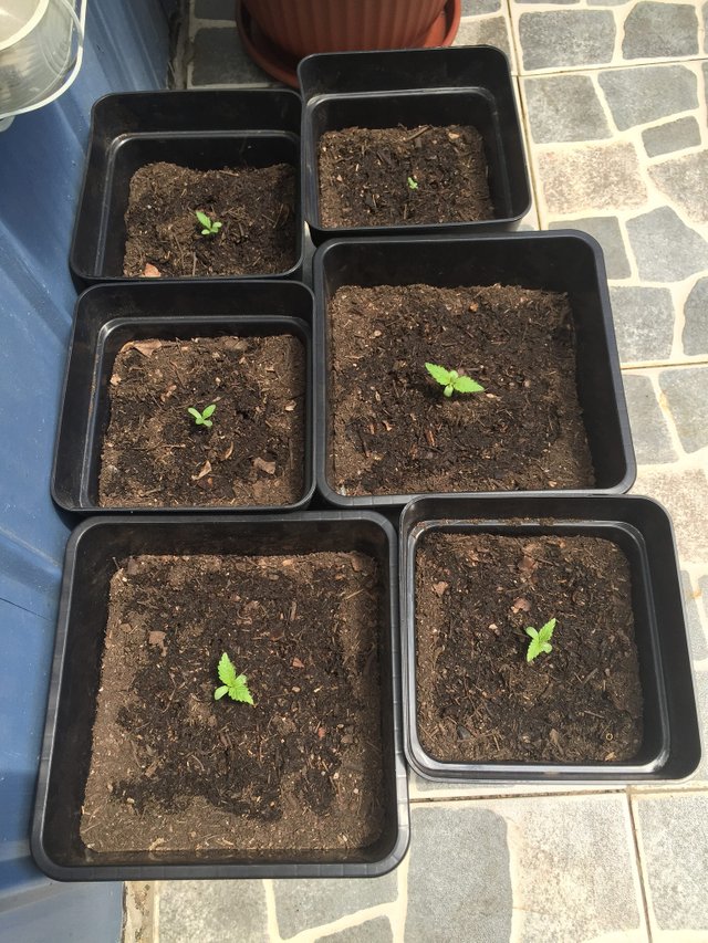 Seedlings