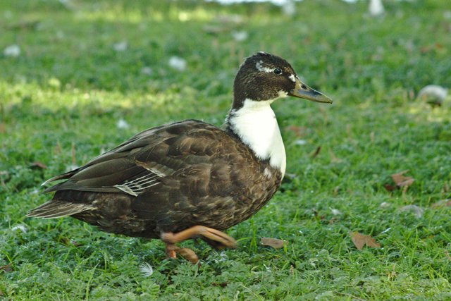 mallard