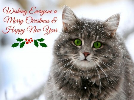 Image result for merry christmas cat