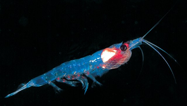 krill plankton