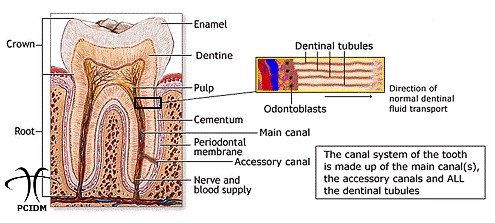 root canal graphic - Dr Jacques Imbeau