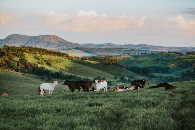 Cattle were the first form money took in ancient civilizations. Photo by [Helena Lopes](https://unsplash.com/@wildlittlethingsphoto?utm_source=unsplash&utm_medium=referral&utm_content=creditCopyText) on [Unsplash](https://unsplash.com/search/photos/cattle?utm_source=unsplash&utm_medium=referral&utm_content=creditCopyText).