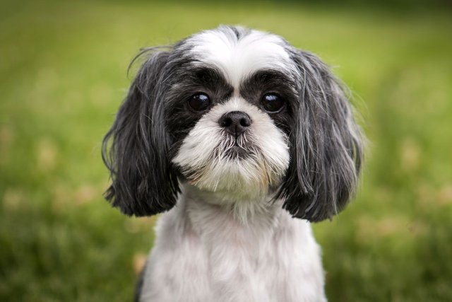 Shih Tzu | Lifespan, Size & Health | Britannica