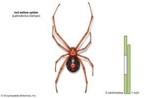 red widow spider (Latrodectus bishopi), arachnids