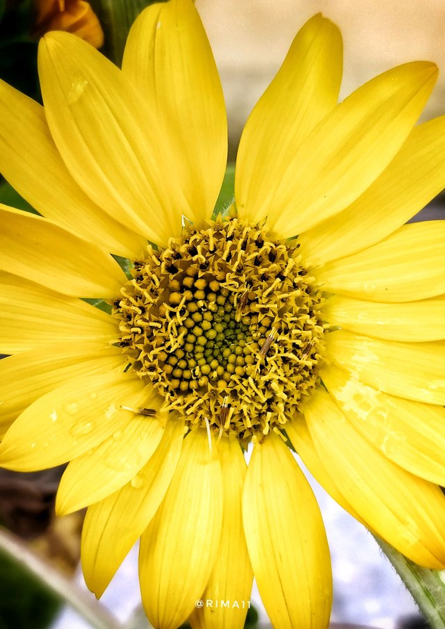 Sunflowers - Photography, Information, Meaning And Symbolism // Girasoles -  Fotografía, Información, Significado Y Simbolismo — Steemit